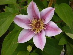 Clematis - wundervolle Ranken zieren Haus und Garten