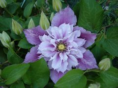 Clematis - wundervolle Ranken zieren Haus und Garten