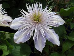 Clematis - wundervolle Ranken zieren Haus und Garten