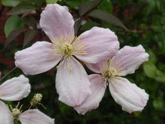 Clematis - wundervolle Ranken zieren Haus und Garten