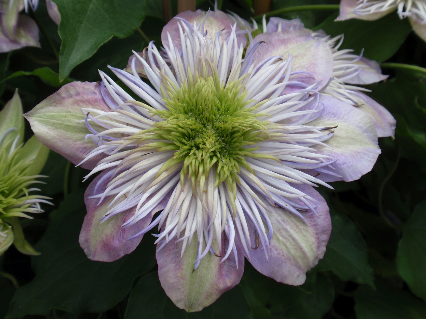 Clematis - wundervolle Ranken zieren Haus und Garten