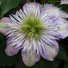 Clematis - wundervolle Ranken zieren Haus und Garten