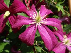 Clematis - wundervolle Ranken zieren Haus und Garten