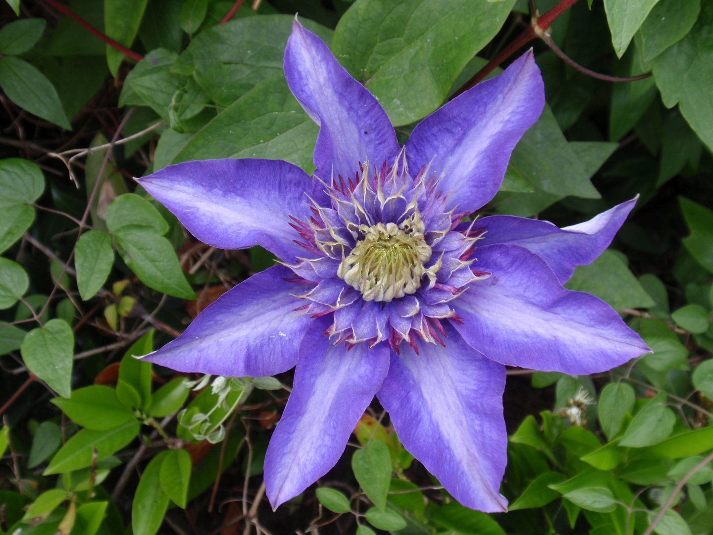 Clematis - wundervolle Ranken zieren Haus und Garten