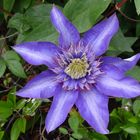 Clematis - wundervolle Ranken zieren Haus und Garten