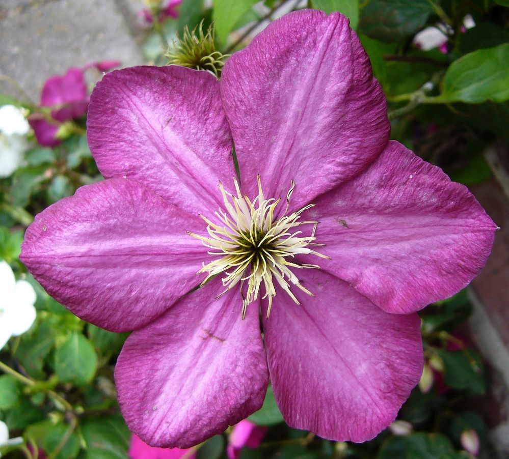 Clematis - wundervolle Ranken zieren Haus und Garten