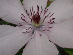 Clematis - wundervolle Ranken zieren Haus und Garten