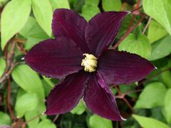 Clematis - wundervolle Ranken zieren Haus und Garten