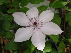 Clematis - wundervolle Ranken zieren Haus und Garten