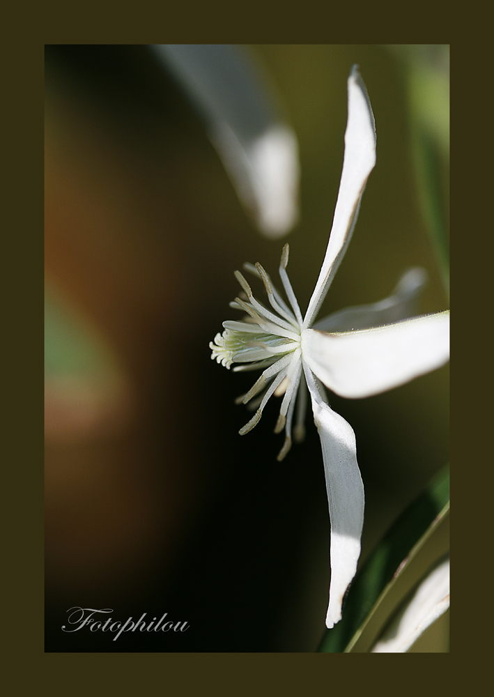 Clematis x armandii