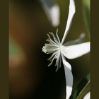 Clematis x armandii