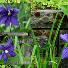 Clematis x durandi