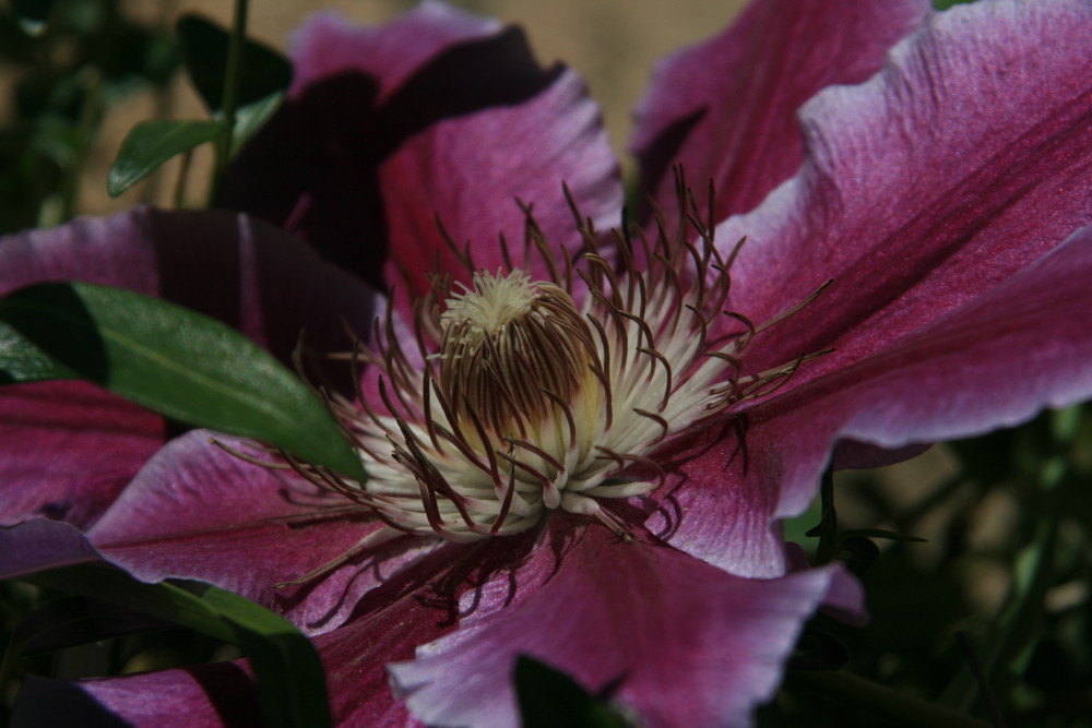 Clematis-Zauber