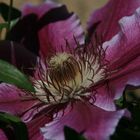 Clematis-Zauber