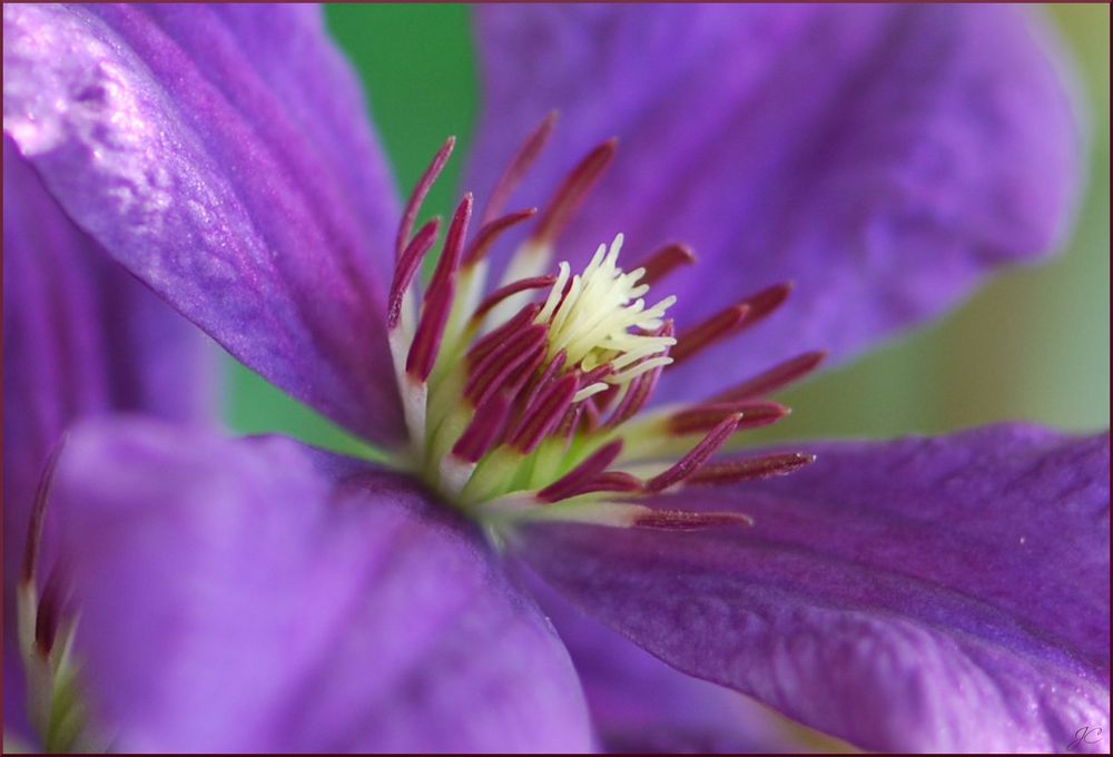 Clematis Zeit