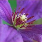 Clematis Zeit