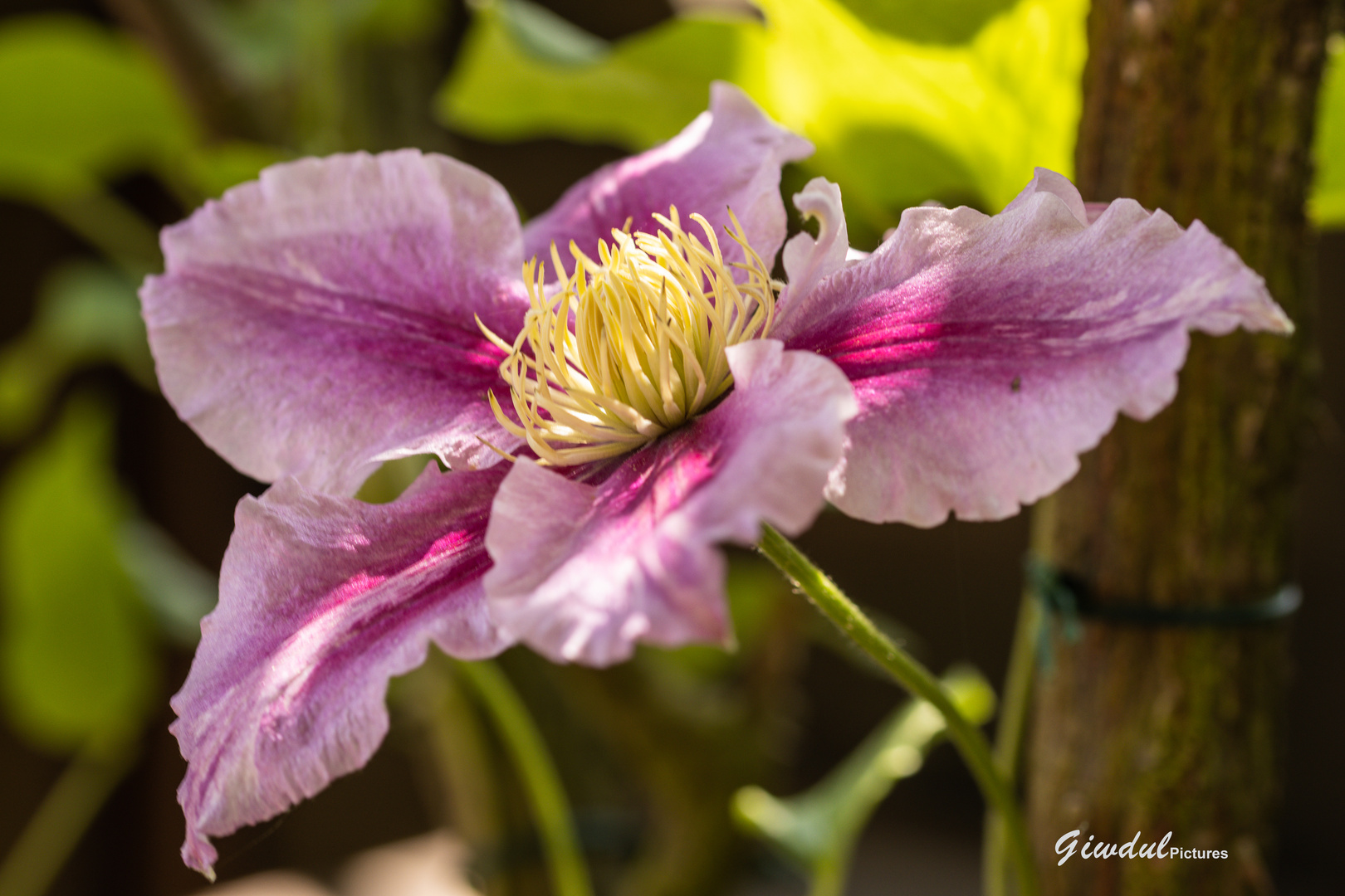 Clematis-Zeit, der Sommer ist nah!