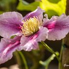 Clematis-Zeit, der Sommer ist nah!