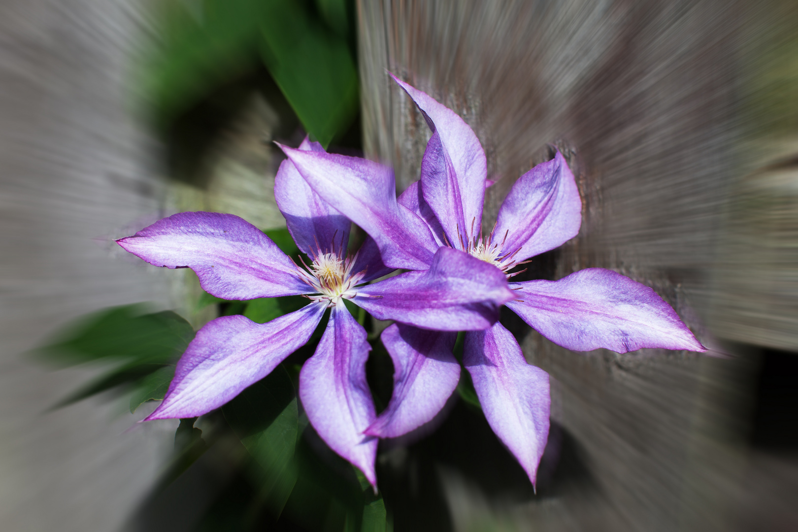 Clematis - ZOOM -