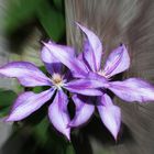 Clematis - ZOOM -