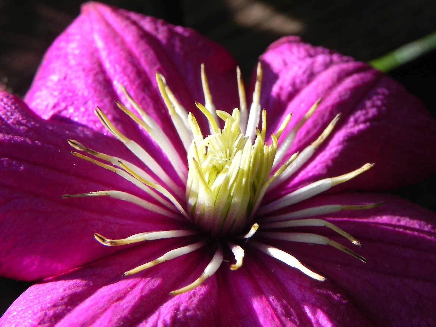 Clematis zum 3.