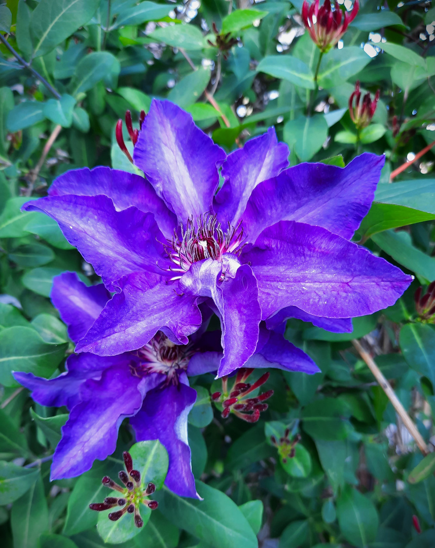 Clematis zum blauen Montag