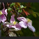 Clematis zum Mittwoch