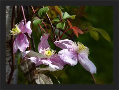 Clematis zum Mittwoch