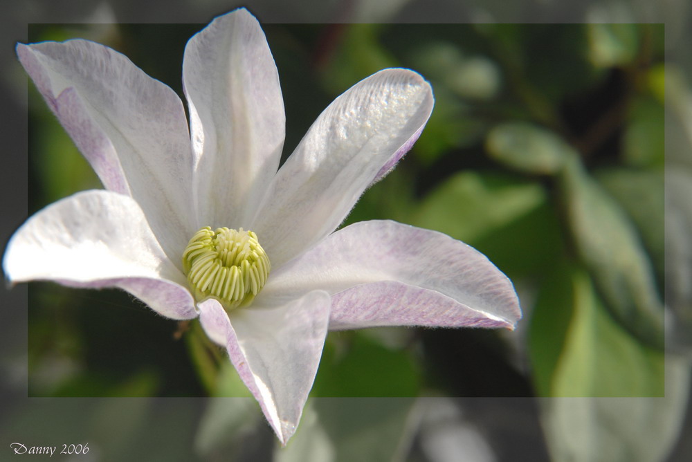 Clematis - zusammengebastelt...