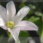 Clematis - zusammengebastelt...