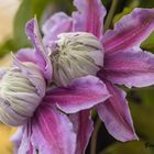 "Clematis-Zwillinge"