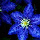 Clematis01