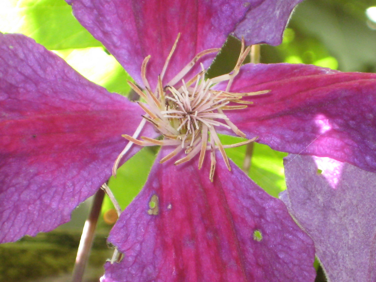 Clematis1