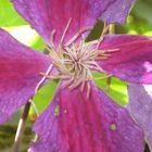 Clematis1