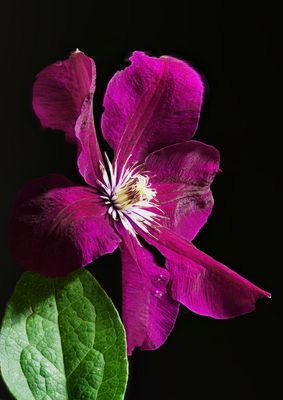 Clematis_1