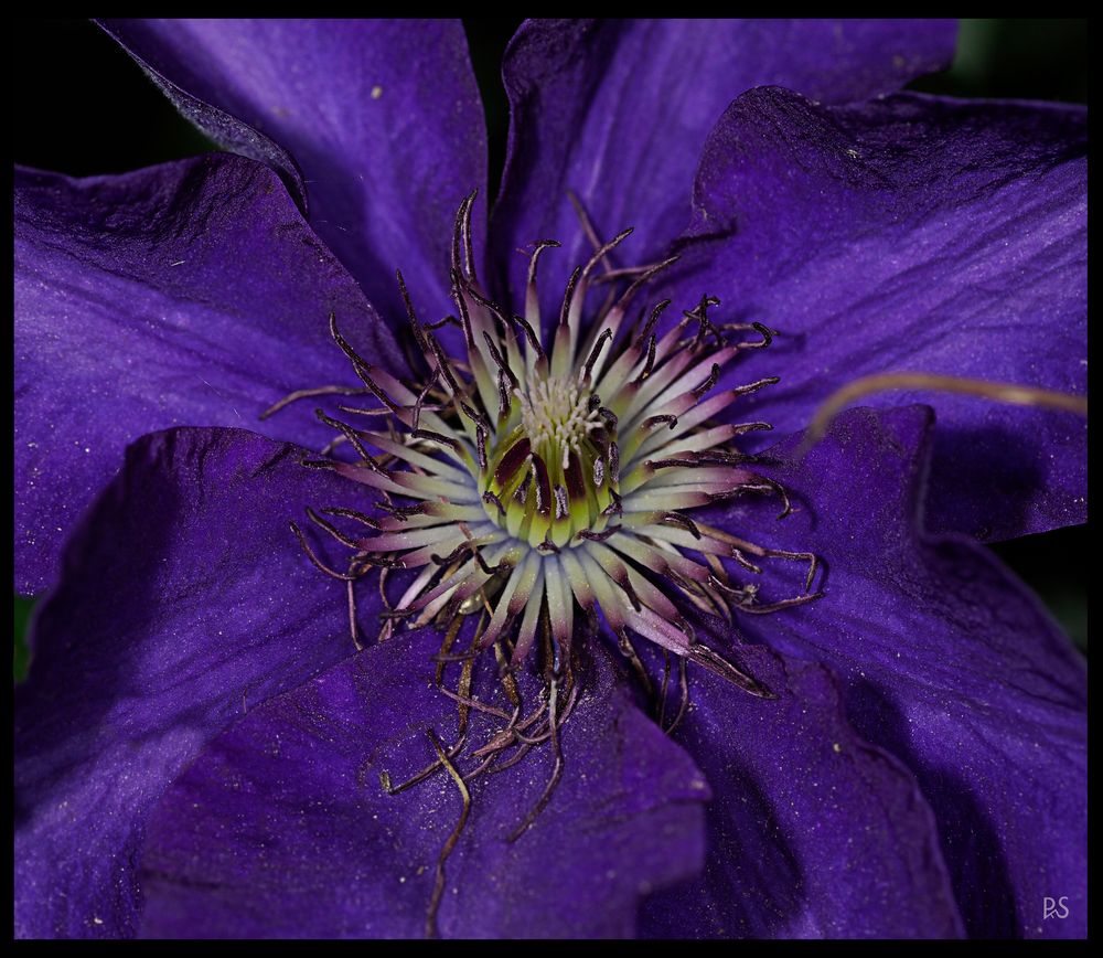 Clematis1