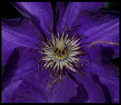 Clematis1