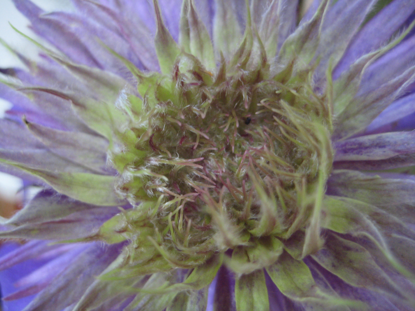 Clematis2