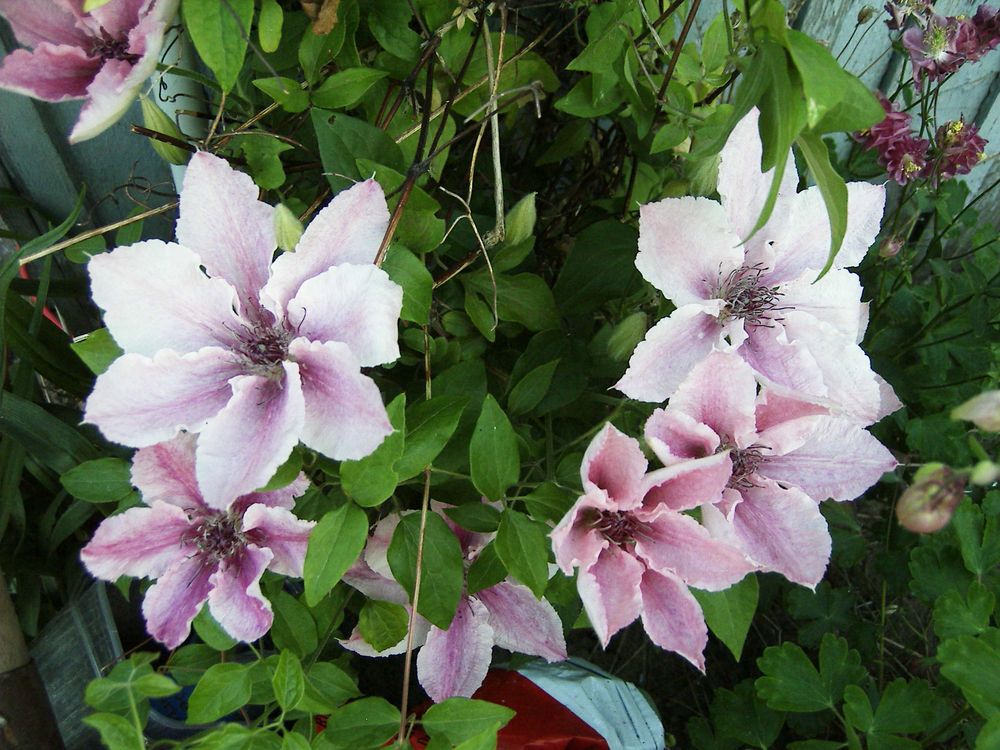 Clematis2