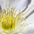 Clematis_2