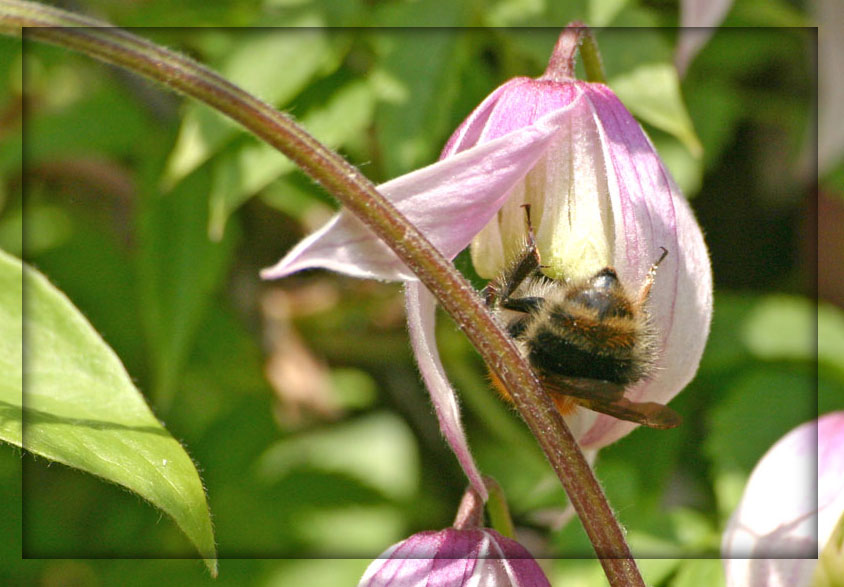 Clematis2 ...