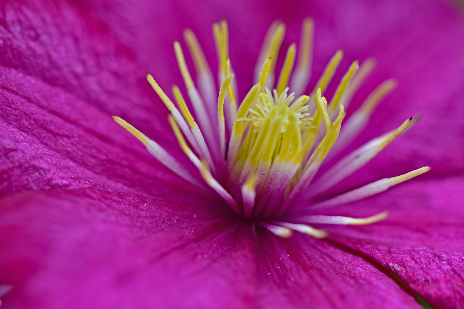 Clematis_2