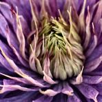 Clematis2