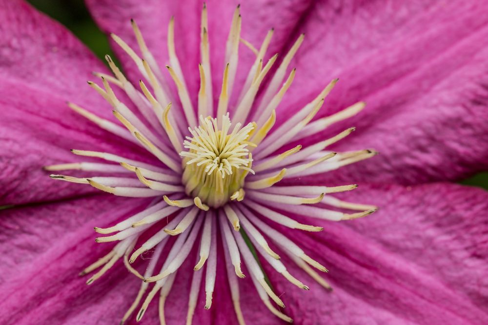 Clematis_3772