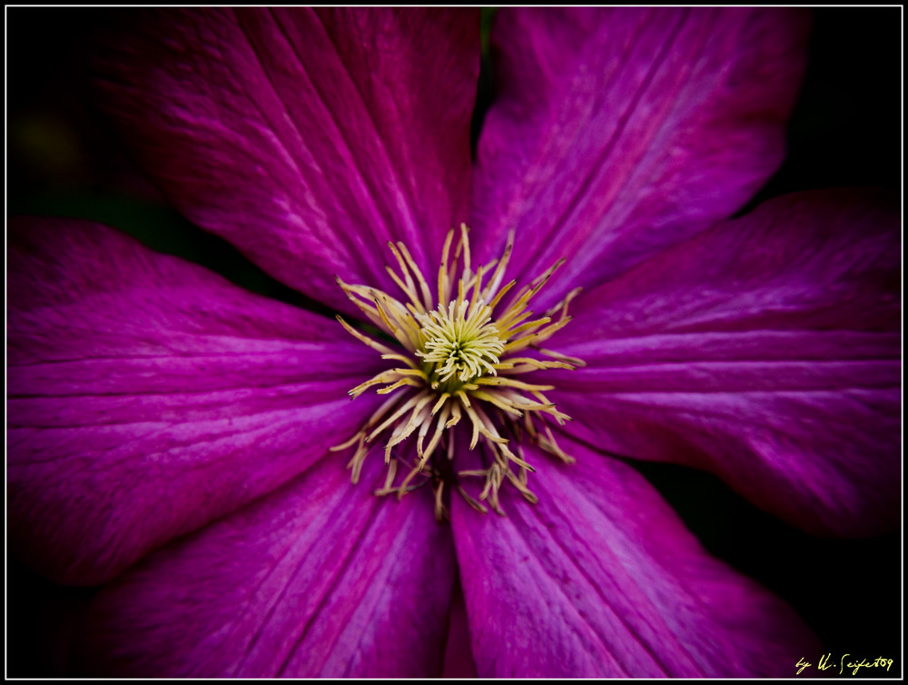 Clematis("Anemone")