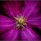 Clematis("Anemone")