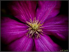 Clematis("Anemone")