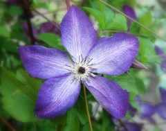 Clematis...auch Waldrebe