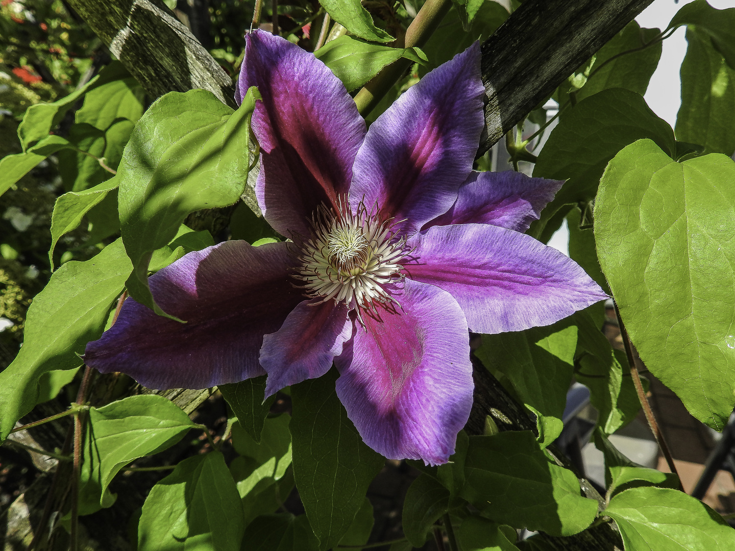 Clematisblüte