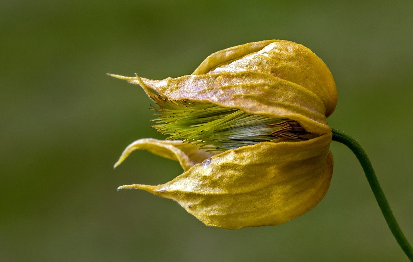 Clematisblüte